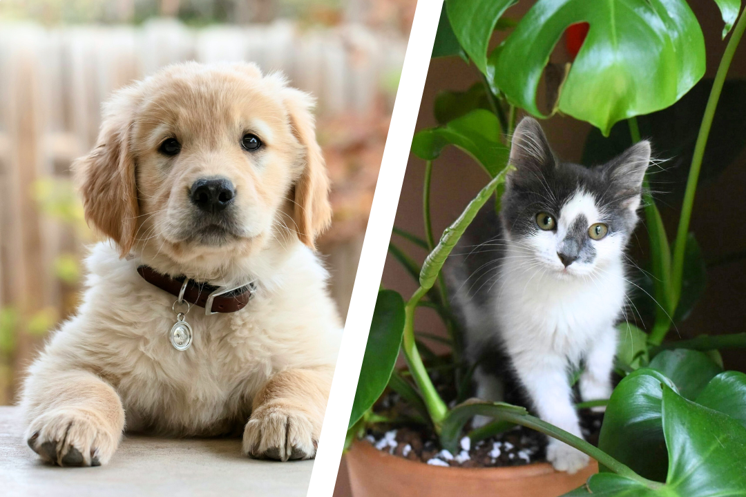 Dog and cat collage
