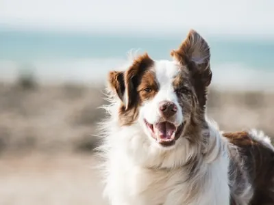 Emergency veterinary care for pets at Edmonton West Animal Hospital