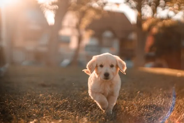 Veterinary surgery care at Edmonton West Animal Hospital