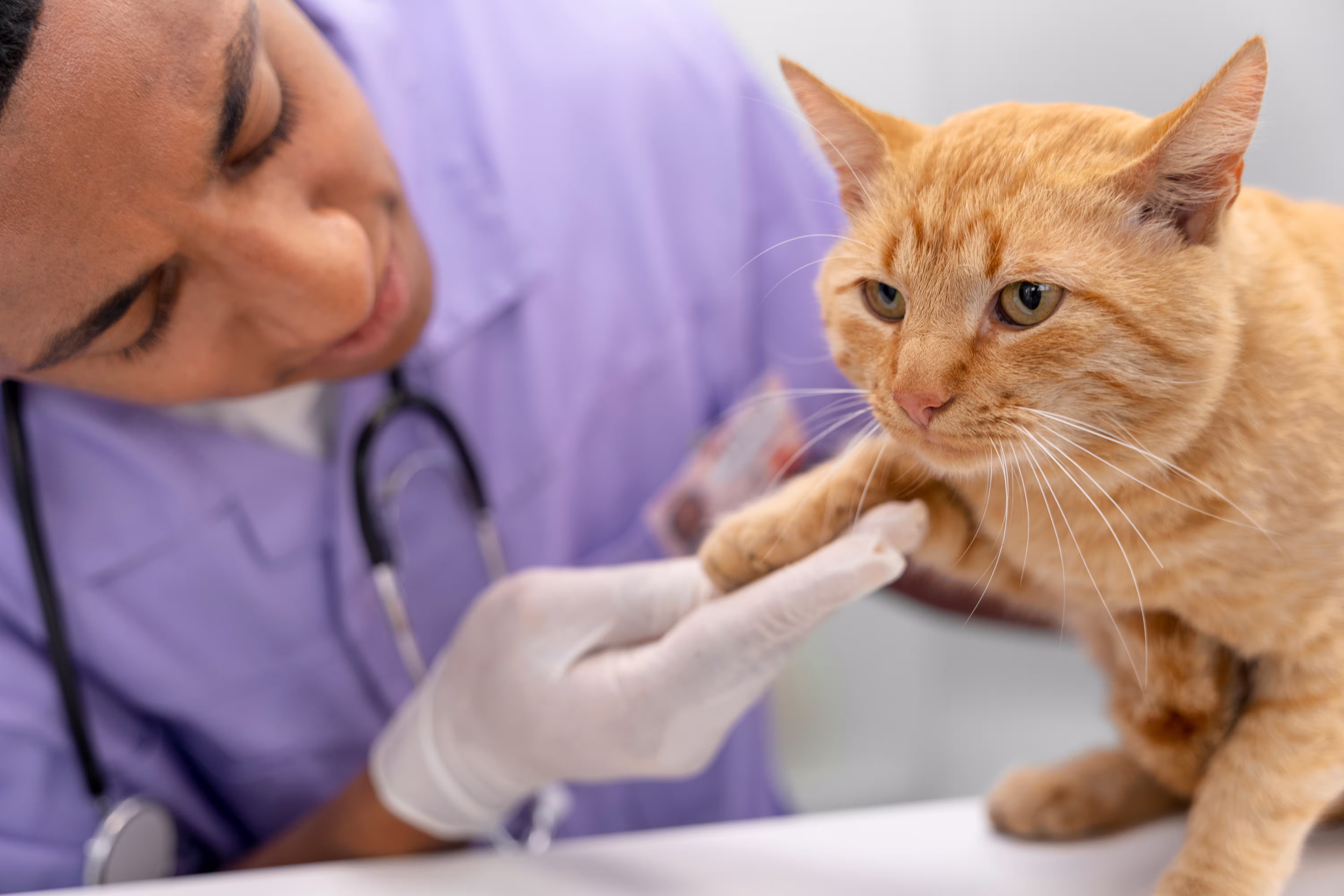 Veterinarian gently examining a pet during a wellness visit