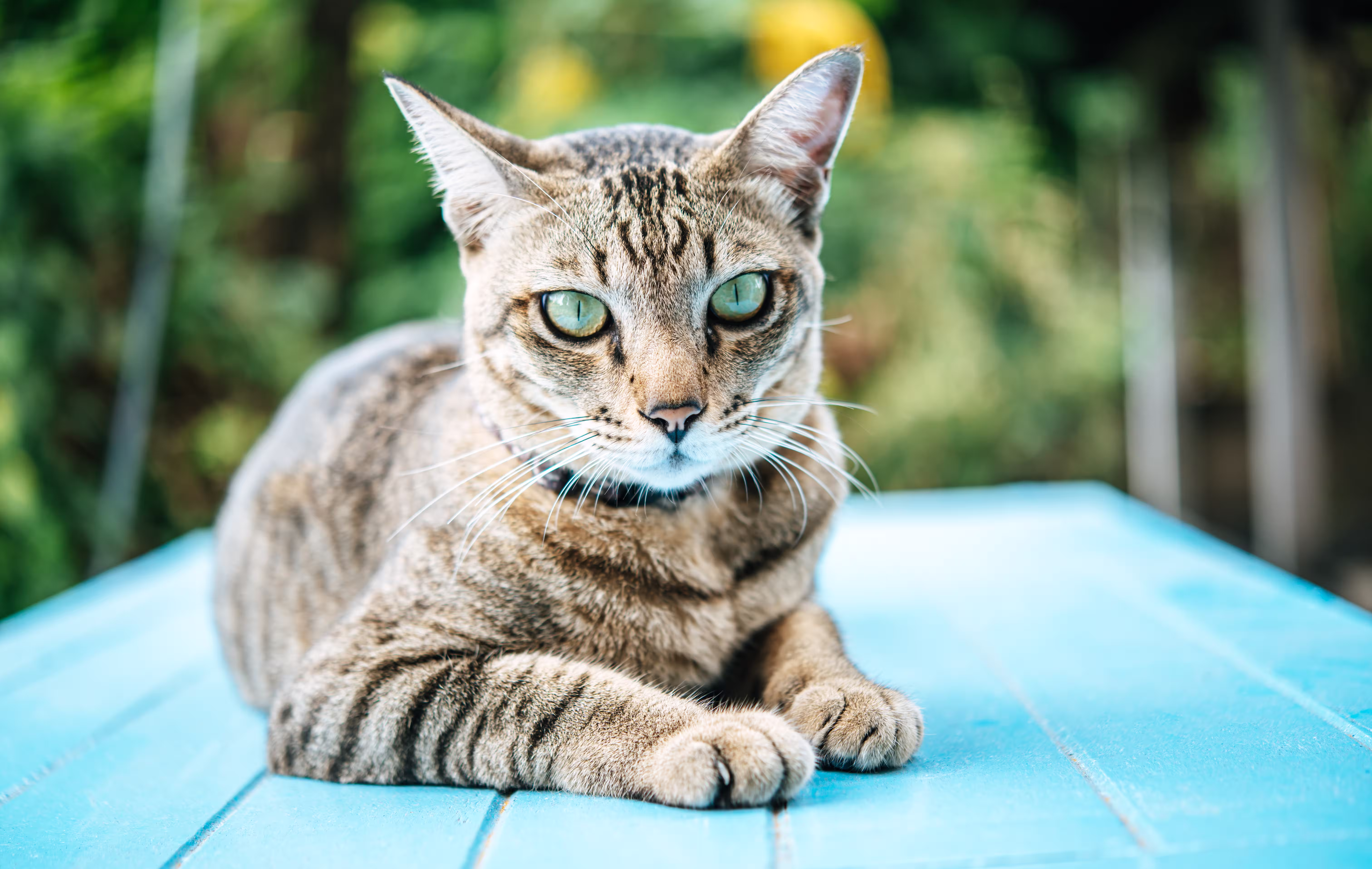 Tabby cat close-up