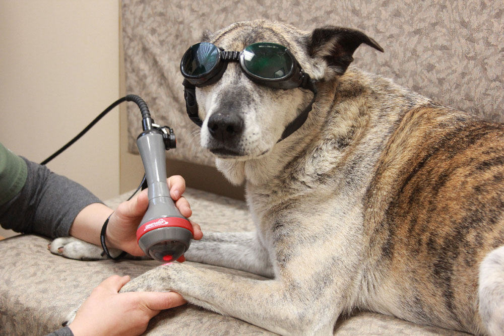 Dog receiving veterinary laser therapy at the hospital