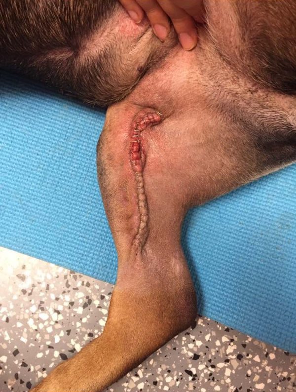 Close view of pet leg before laser therapy treatment