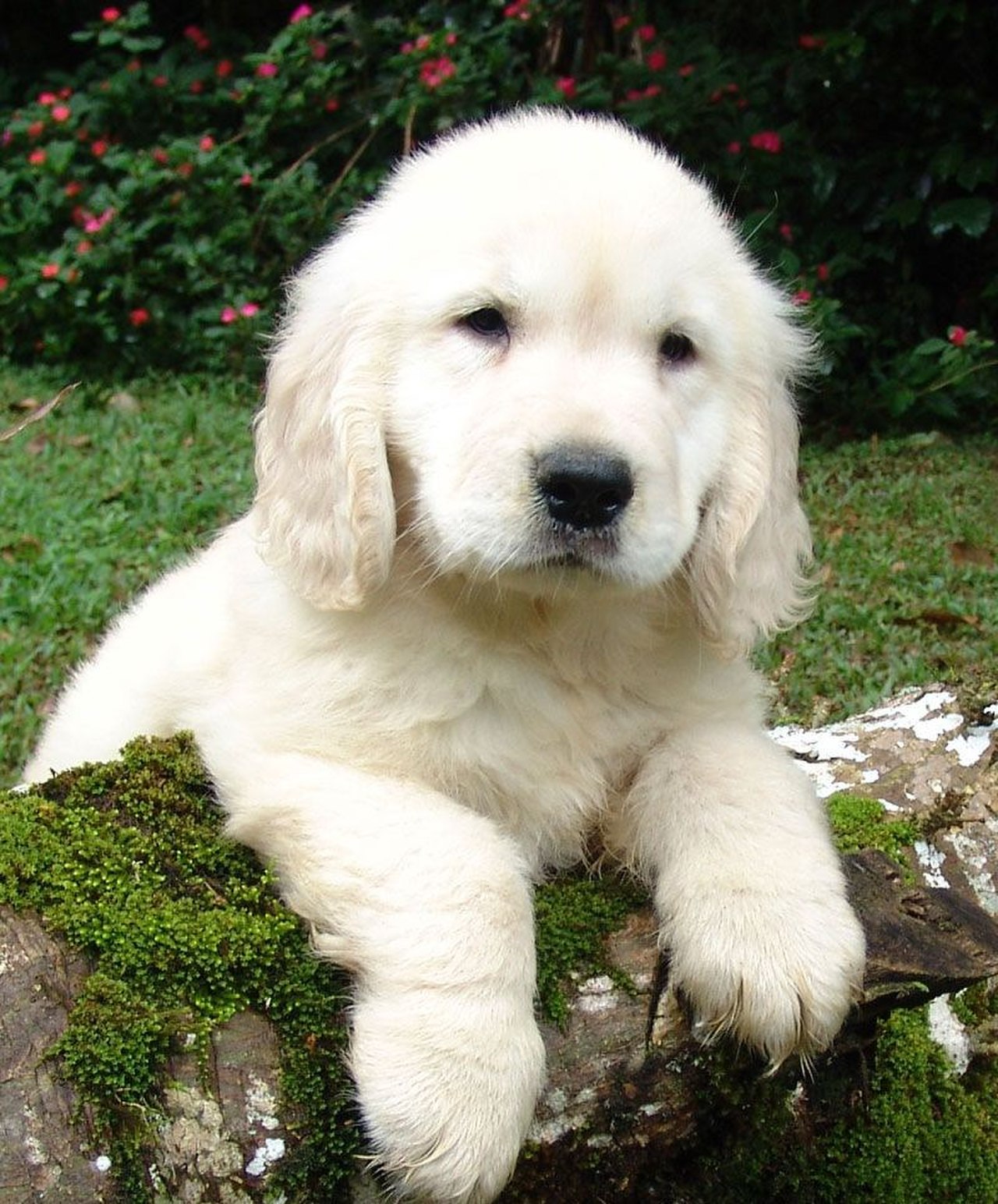 Golden retriever, representative of pets that benefit from oral health care