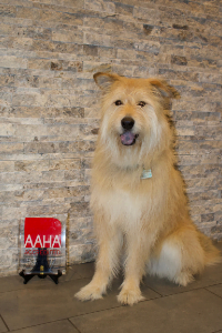 April, receptionist at Edmonton West Animal Hospital